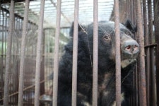 2026년부터 곰 사육과 웅담채취 전면 금지