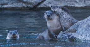 우리 집이 재개발된다뇨...! 지리산 수달가족 대위기 (영상)