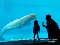 벨루가 타기 논란 거제씨월드서 1마리 폐사...번식도 금지해야
