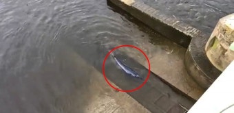 '어쩌다 혼자 여기까지...' 템스강에 갇힌 아기 밍크고래