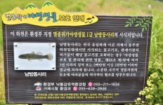 [우리 고장 멸종위기종] 거제도 산양천에만 사는 남방동사리의 운명은?