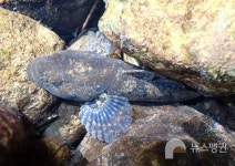 [우리 고장 멸종위기종] 거제도 산양천에만 사는 남방동사리의 운명은?