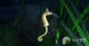 [우리 고장 멸종위기종] 울릉도 바다에 해마가 산다