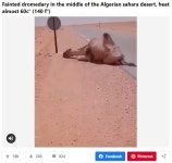 60도 살인 폭염에 사막서 주저앉은 낙타 (영상)