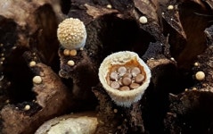 둥지 아니고 버섯입니다만... 어미새도 헷갈릴 비주얼 끝판왕 국내 첫 보고