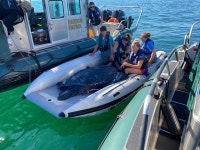 구조된 272㎏ 장수거북, 환호 받으며 바다로 복귀