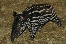 [퍼스트펭귄] 홍수 피해로 길 잃은 멸종위기 말레이언 테이퍼 (영상)
