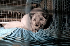 이탈리아, 모피농장 전면 금지...이루 말할 수 없는 고통의 종식