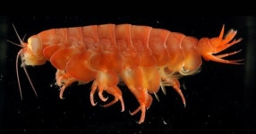 [퍼스트펭귄] 멸종의 시대, 2021년에도 신종은 발견됐다