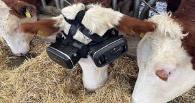 우유 생산량 늘리려 소에게 VR 착용시킨 목장