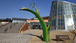 [우리 고장 멸종위기종] 영월군에도 장수하늘소가 숨 쉰다