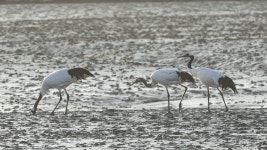 [우리 고장 멸종위기종] 고고함 끝판왕 학 ...인천이랑 어떤 사이?