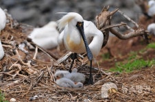 4월 1일 오늘은 멸종위기종의 날입니다