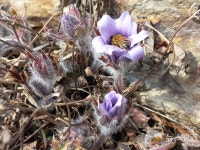 [우리 고장 멸종위기종] 사람 손에 아픈 정선 동강할미꽃