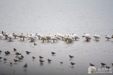 [우리 고장 멸종위기종] 도심 속 저어새 핫플, 인천 남동유수지