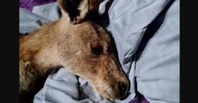 한쪽 눈 실명한 캥거루, 원인 알고보니...