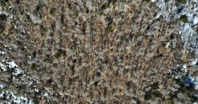 멸종위기종 개정 미포함 구상나무, 지리산서 집단고사 중