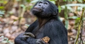 몽구스 꼭 껴안고 있는 보노보... 숨겨진 비밀은?
