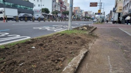 차도 늘리려 가로수 뽑은 제주시…기후위기에 역행