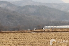 [우리 고장 멸종위기종] 철원이 두루미 낙원이 되기까지