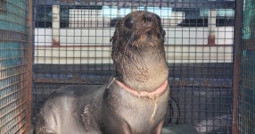 케이블타이에 목 졸린 남미물개 기사회생