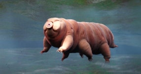 지구 최강 생존자 물곰, 5억 년 전 조상 발견