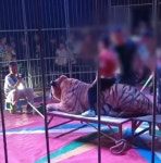 호랑이등에올라타세요 주식회사 | 호랑이 등에 올라타 기념사진 단돈 '4천원'...중국 서커스 논란