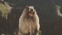 아악! 유명 짤 주인공… 알고보니 극심한 멸종위기