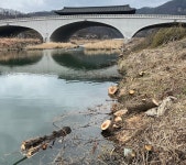 또 반복된 전주 버드나무 학살에 뿔난 시민들