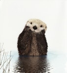 귀엽다고 놀리지 말아요 기도 드리고 제사도 지내는 이 동물