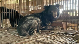 [철장 속 반달가슴곰 ➀] 당신이 모르던 사육곰 이야기