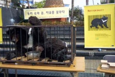 [철장 속 반달가슴곰 ②] 곰을 왜 개인이 키웠을까?