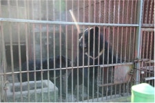 [철장 속 반달가슴곰 ③] 18개 농장 280마리 곰의 인생사