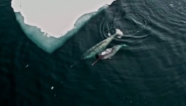 [뉴펭이알] 뿔 달린 고래? No! 턱 뚫고 나온 엄니