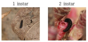 [멸종위기종의 안부를 묻다 ⑭] 우리나라 좋은 나라?