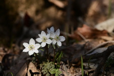[식물의 육하원칙] 한국에만 나타나는 봄의 전령 변산바람꽃