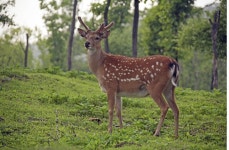 꽃사슴 늘어나면 산양·노루 먹이 줄어든다
