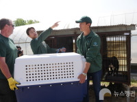 죽음 목격한 철창 속 개들에게...다니엘 헤니 이제 집 가자