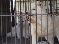 [현장] 테오·모카·미스티...뜬장 벗어나 새 삶 시작하는 날