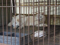 [현장] 테오·모카·미스티...뜬장 벗어나 새 삶 시작하는 날