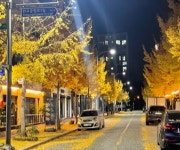 주차장 없어 은행나무 뽑는다? 성남시 기후역행 정책...주민은 몰랐다