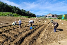 서울시, 「동행서울 친환경농장」에서 유기농 채소를 직접 키워보세요