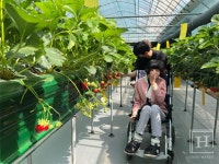 서울시, 딸기 활용 치유농업체험 운영으로 약자와 동행 실천