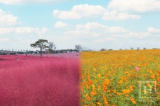 농협-안성팜랜드, 코스목동축제 개막... 코스모스·핑크뮬리의 가을 정취 물씬