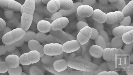 [친환경경영]-① 외국기업? NO 한국토종기업 코스맥스의 미생물 연구 스토리