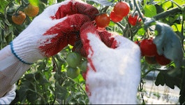 [살아보고서] 3. 춘천 방울토마토 수확…한번 도전해 봤습니다.