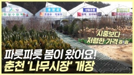 파릇파릇 봄…춘천 나무시장 개장