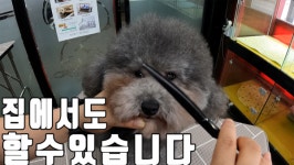 초보 견주를 위한 애견 미용의 모든 것