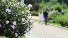 [포토] 무궁화 꽃이 피었습니다