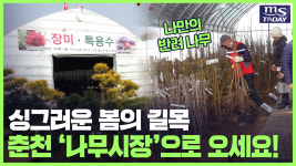 봄 햇살 머금은 초록세상! 춘천 나무시장 개장